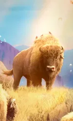 Buffalo Win